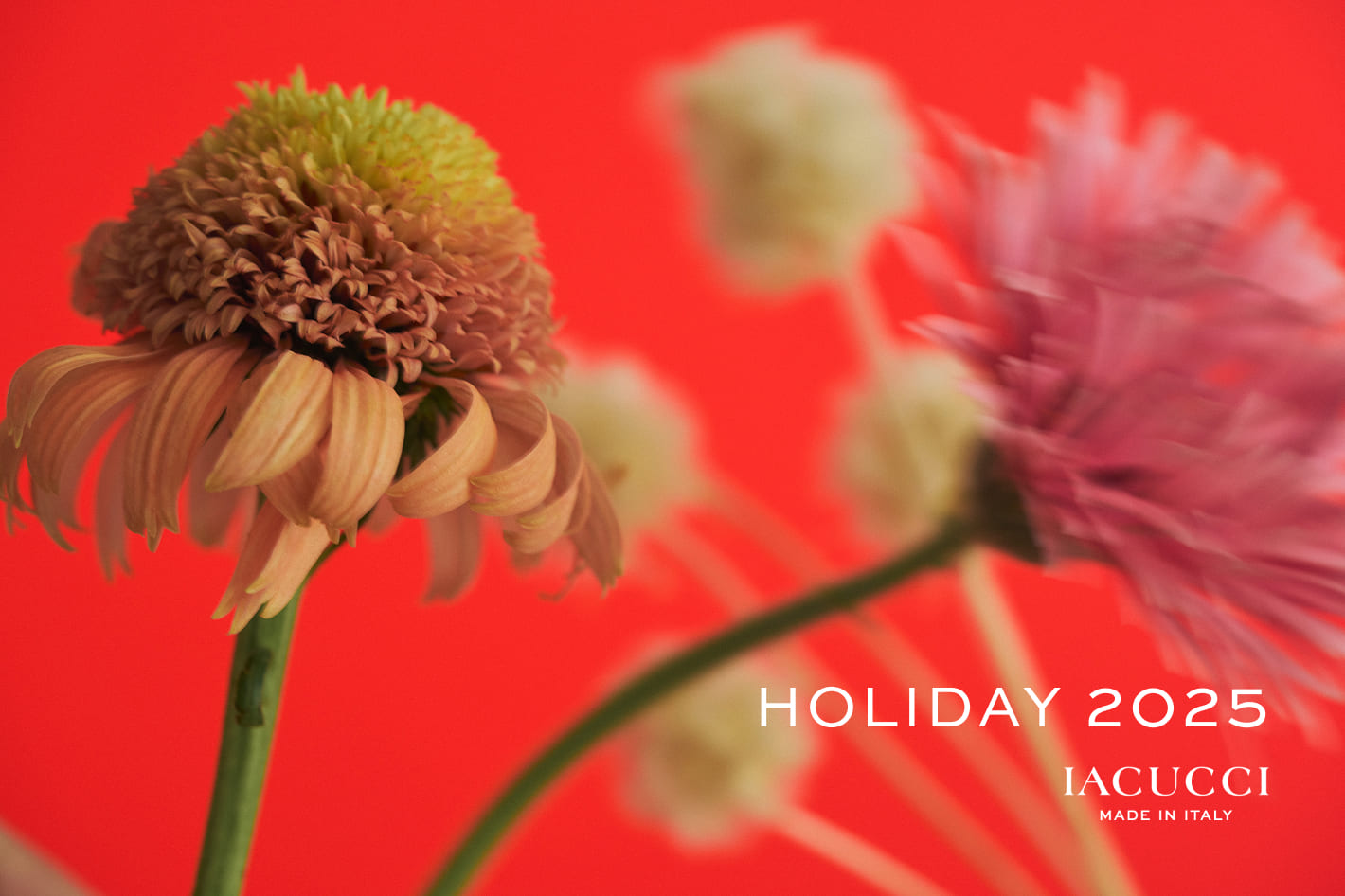 IACUCCI IACUCCI 2025 HOLIDAY