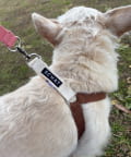 BIRTHDAY BAR(バースデイバー) 【SCHAT　スハット】SWITTING COLOR HARNESS　M