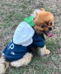 CIAOPANIC TYPY(チャオパニックティピー) 【DOD】【ドッググッズ】ニンジンフォーザドッグ
