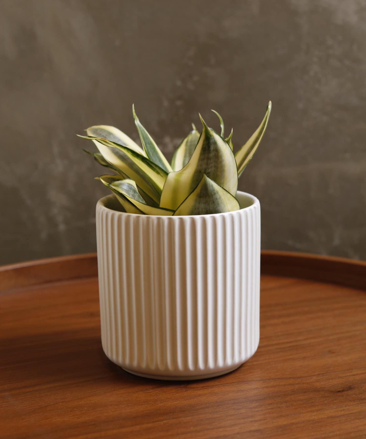 自然と暮らす ライン柄陶器鉢丸3号 3coins スリーコインズ ライフスタイル Pal Closet パルクローゼット パルグループ公式ファッション通販サイト