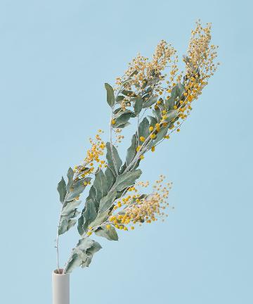 MIMOZA  DEALBATA