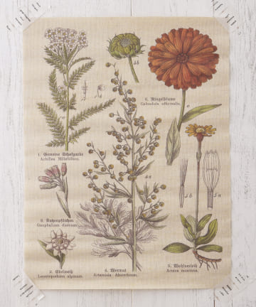 salut!(サリュ) プレーンタペストリー(アイボリー)