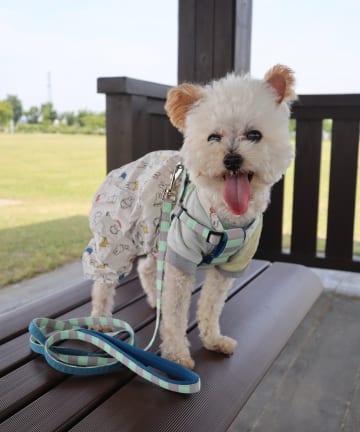 BIRTHDAY BAR(バースデイバー) 【SAHIR サヒール】PET HARNESS