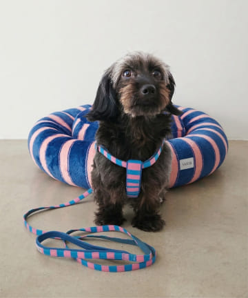 BIRTHDAY BAR(バースデイバー) 【SAHIR サヒール】ペットベッドとハーネスのセット