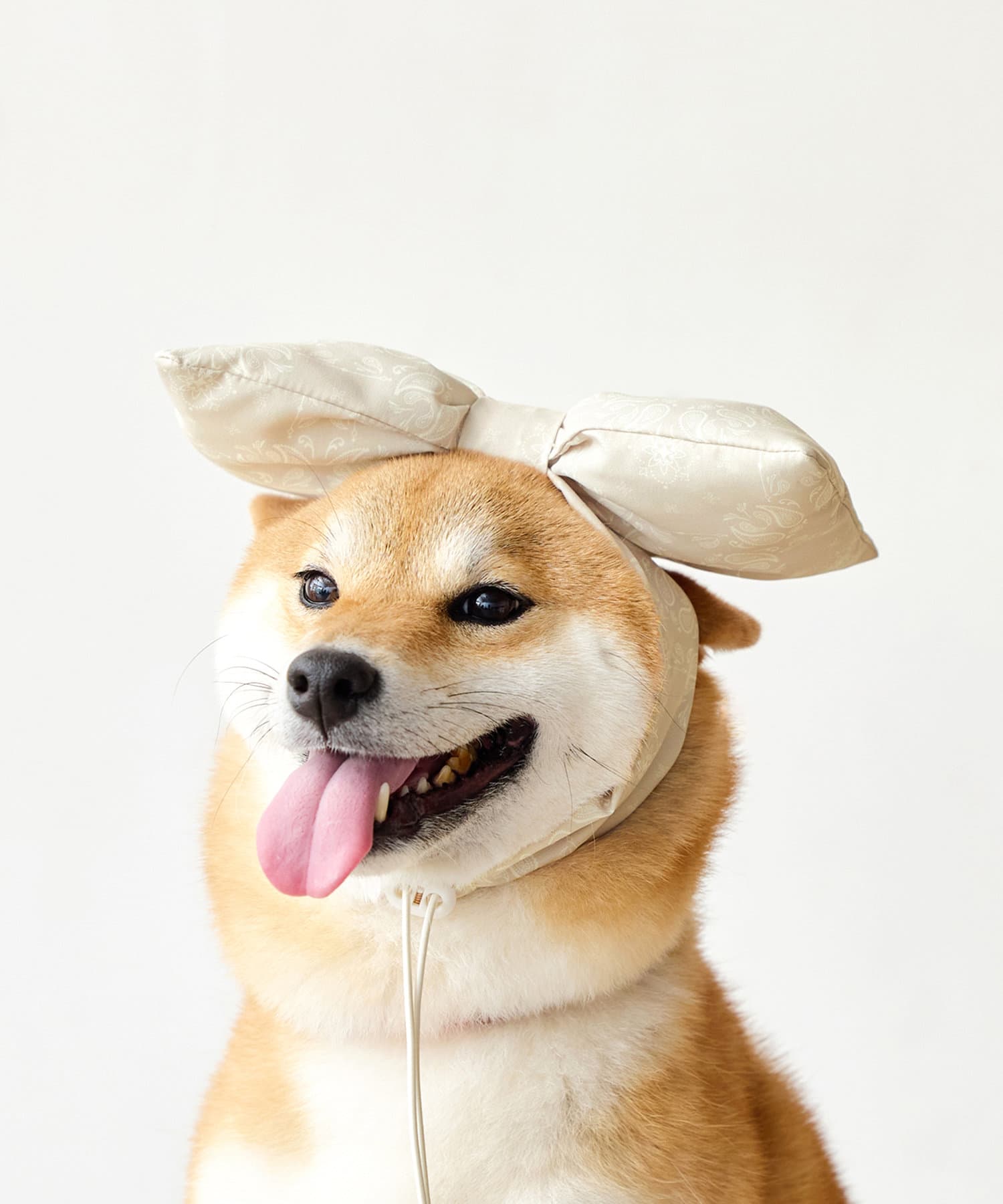 3COINS(スリーコインズ) リボン：中・大型犬用
