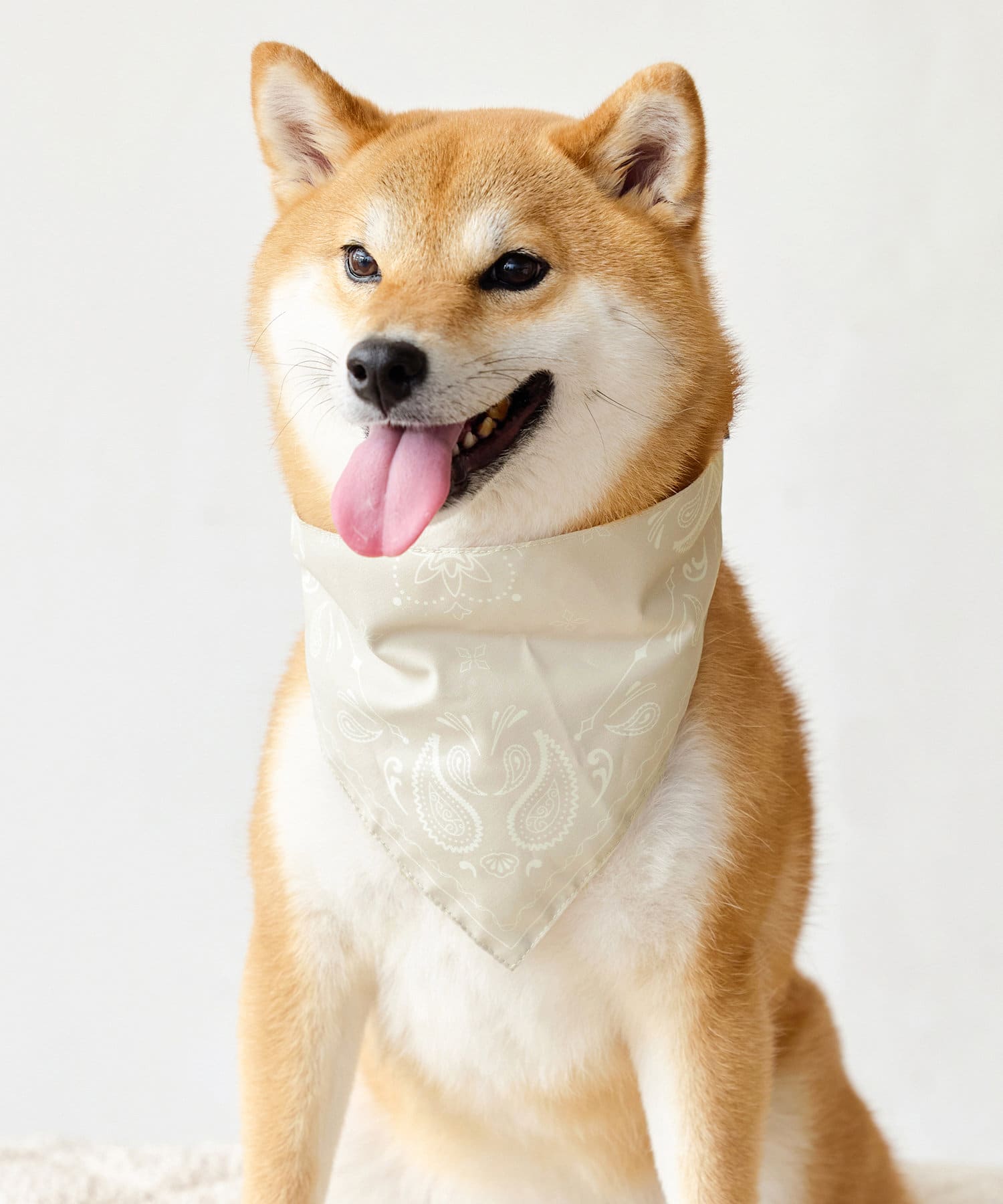 3COINS(スリーコインズ) バンダナスタイ：中・大型犬用