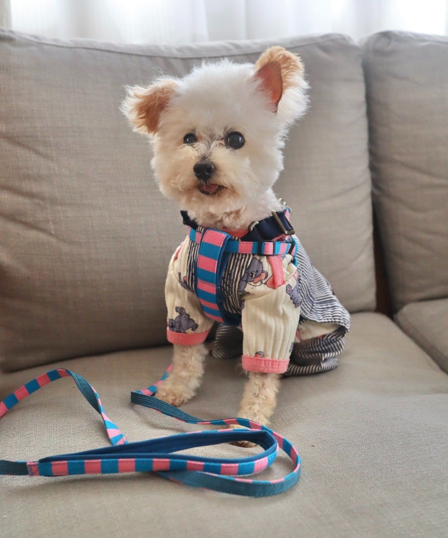 BIRTHDAY BAR(バースデイバー) 【SAHIR サヒール】PET HARNESS