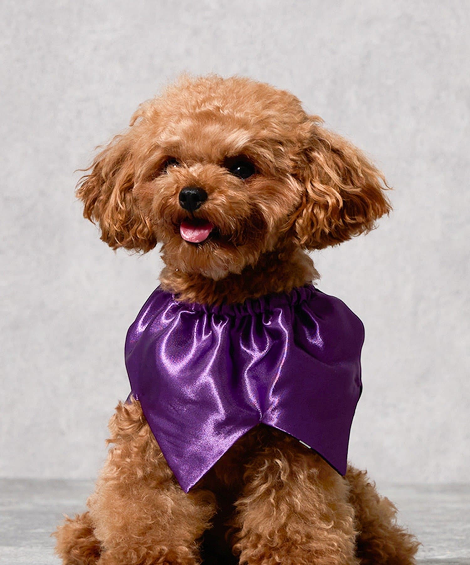 リバーシブルスタイ／ハロウィン | 3COINS(スリーコインズ