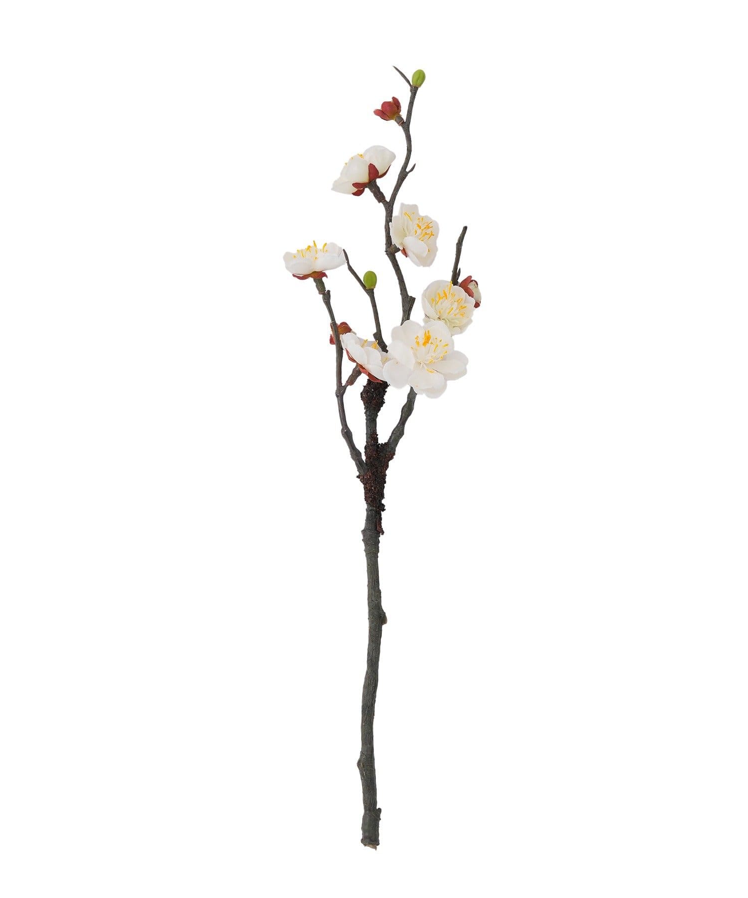 salut!(サリュ) 春日梅/正月のお飾り