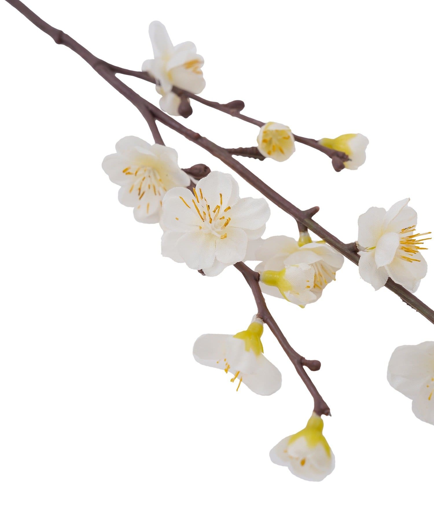 salut!(サリュ) 福寿梅/正月のお飾り