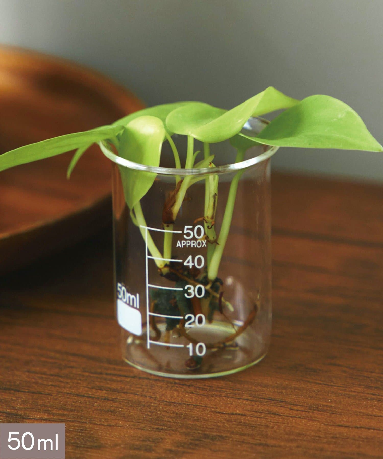 salut!(サリュ) ビーカー:50ml/SCIENCE