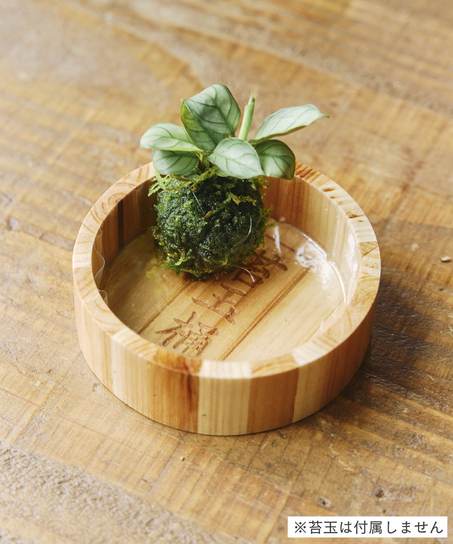 salut!(サリュ) 苔玉桶／苔玉と盆栽