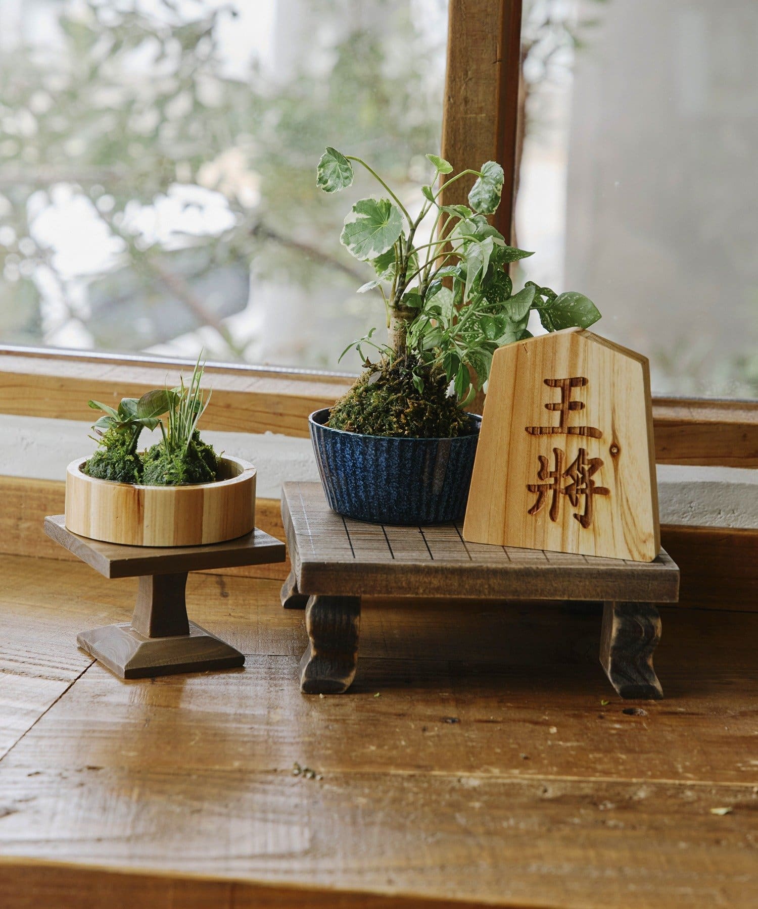 salut!(サリュ) 駒コースター王将／苔玉と盆栽