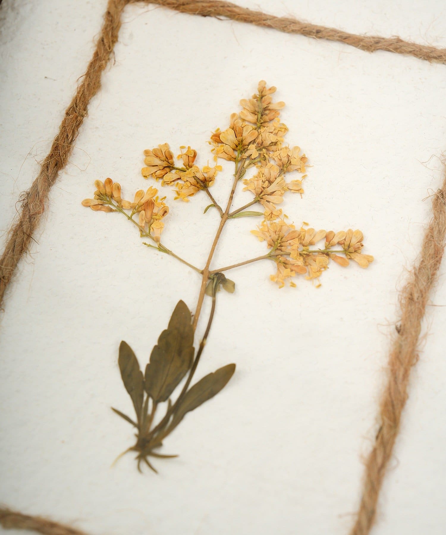 salut!(サリュ) 押し花アートパネル