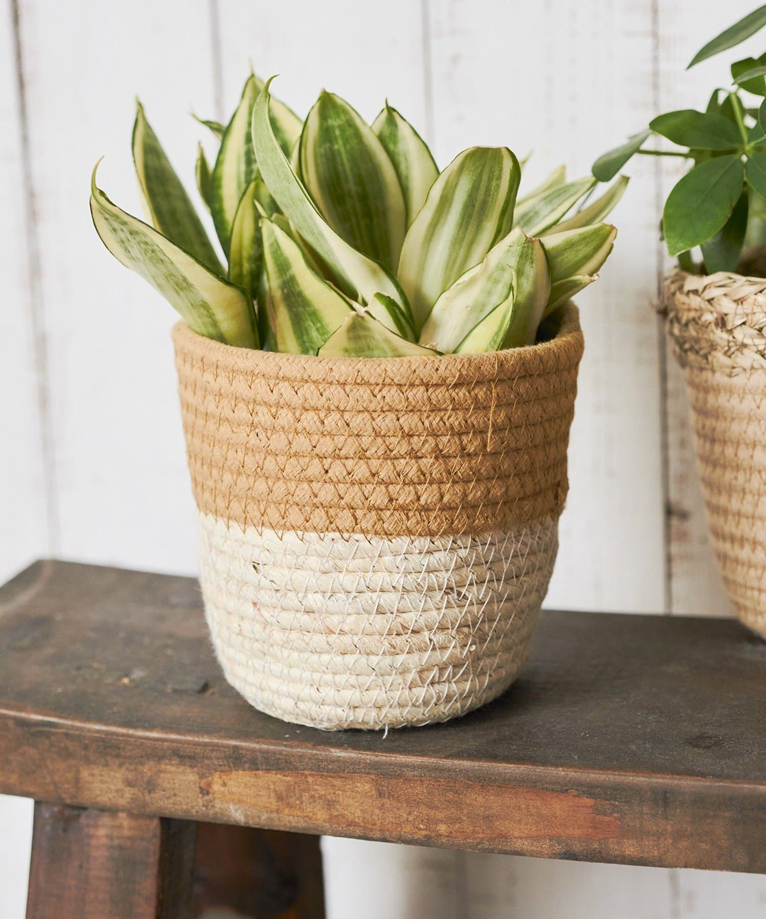 salut!(サリュ) ツートンバスケット：S