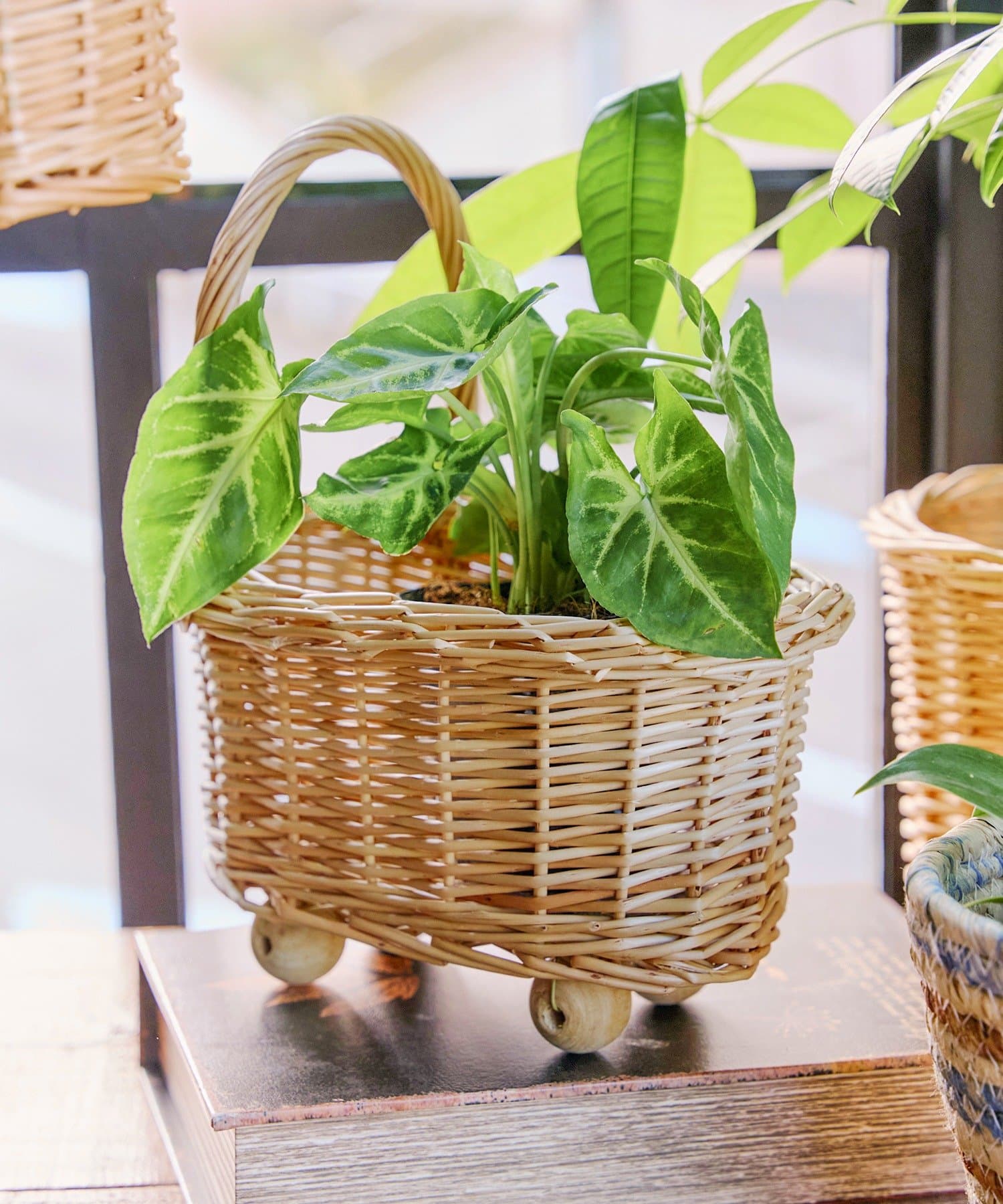 salut!(サリュ) 柳プチバギー