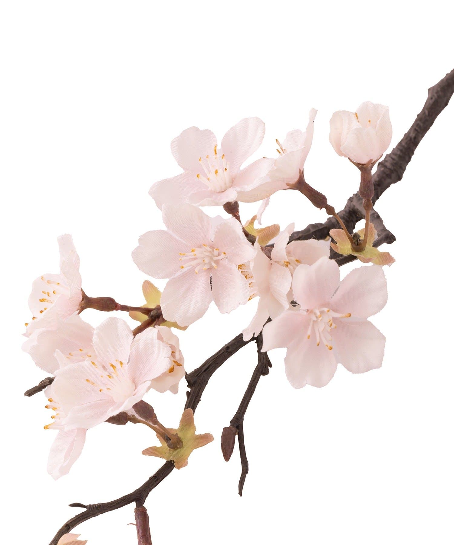 salut!(サリュ) 淡雪の桜／ひなまつり