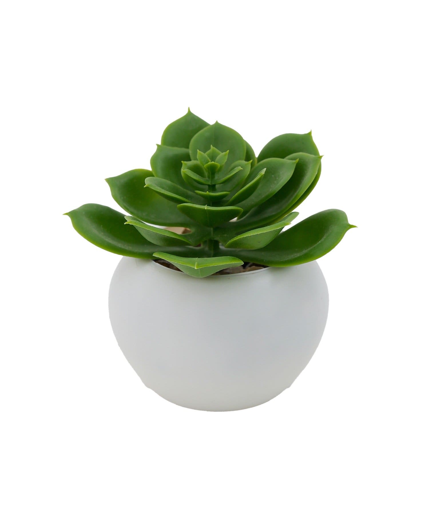 salut!(サリュ) 多肉ミニポット