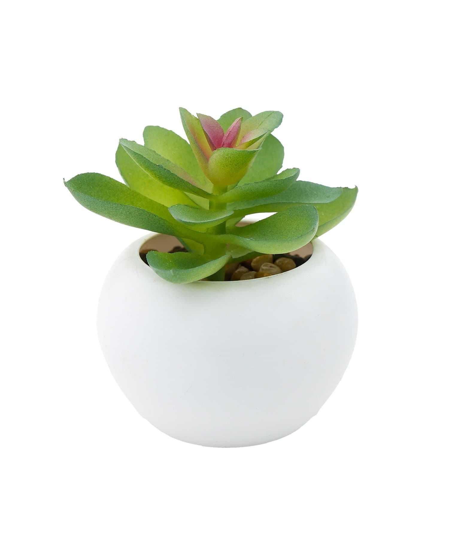 salut!(サリュ) 多肉ミニポット