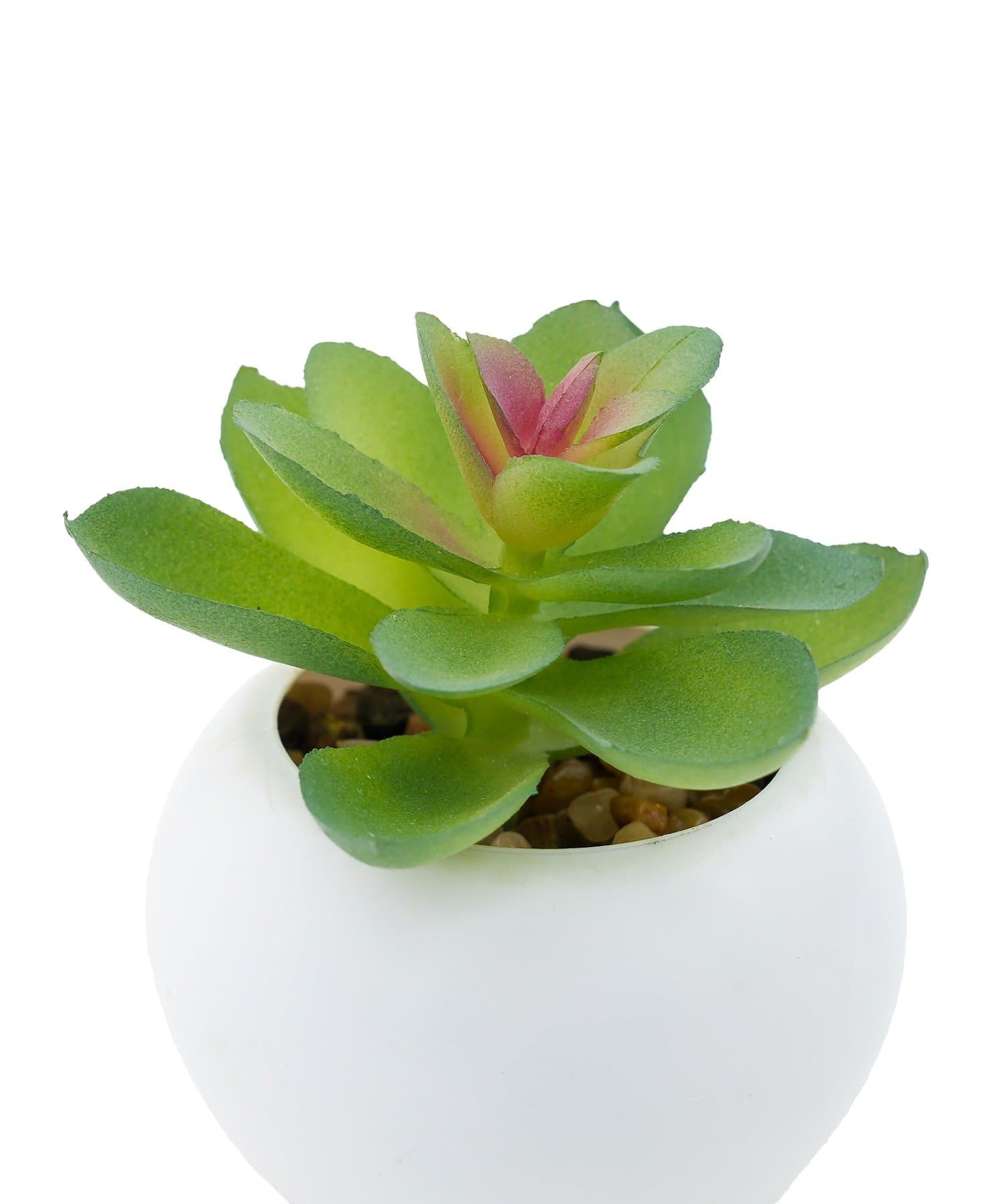 salut!(サリュ) 多肉ミニポット