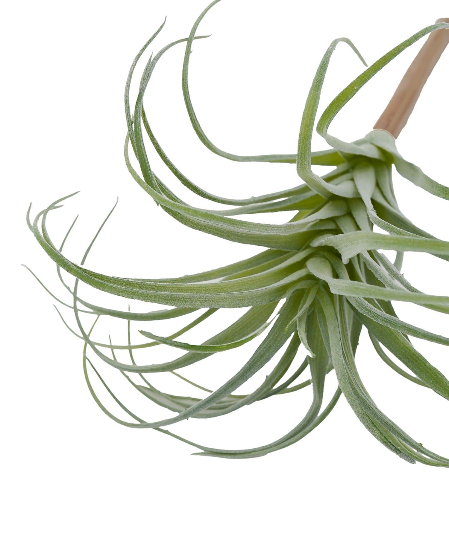 salut!(サリュ) フェイクチランジア