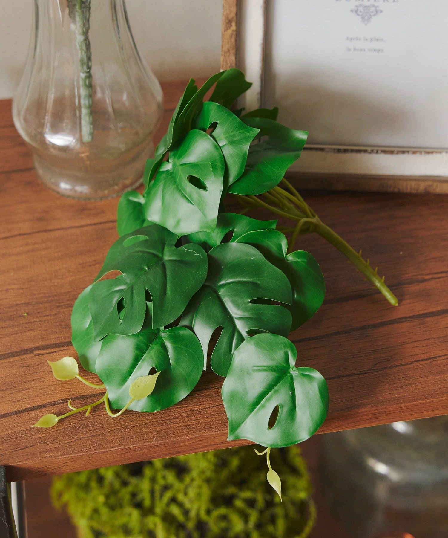 salut!(サリュ) フェイクモンステラ