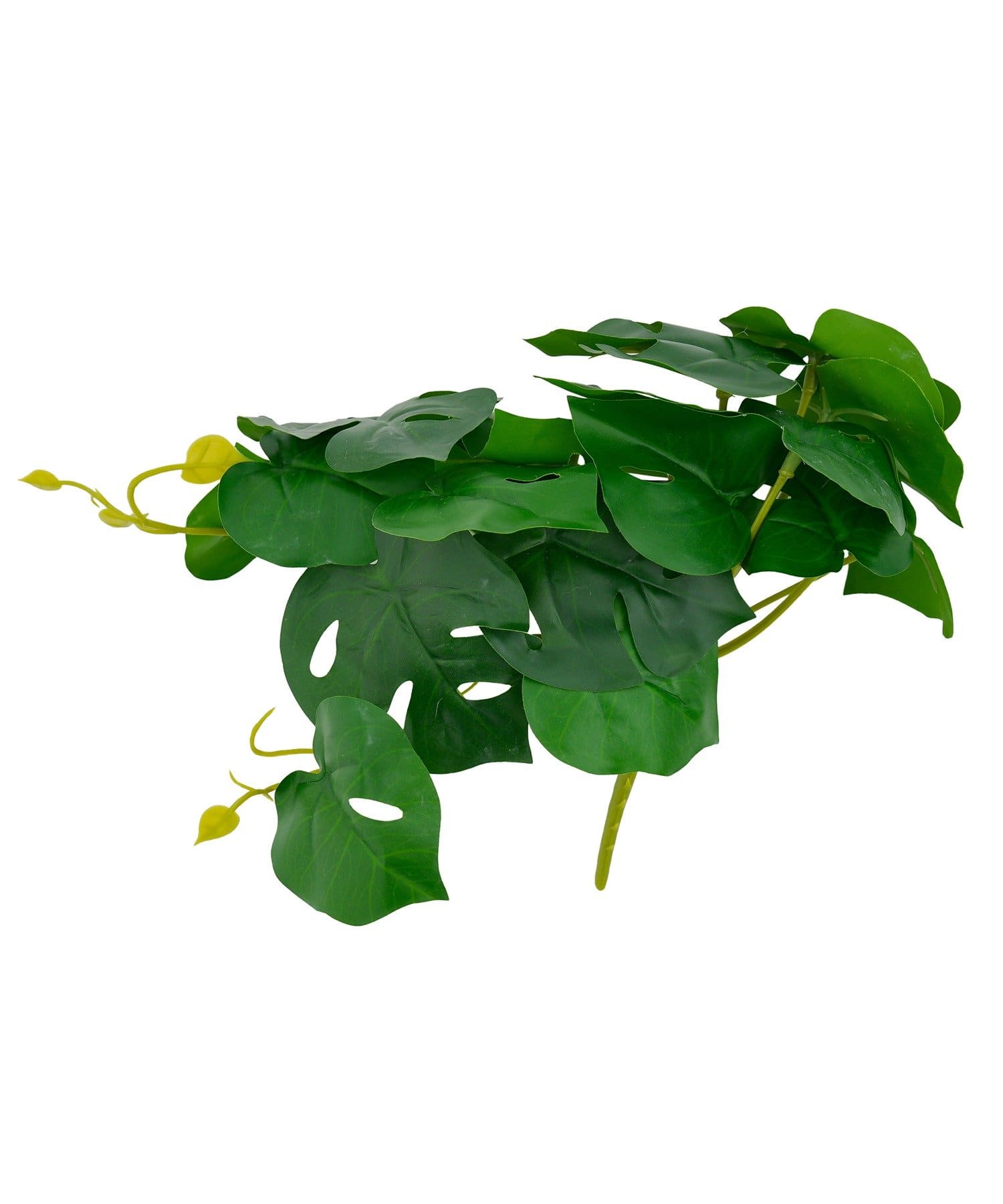 salut!(サリュ) フェイクモンステラ