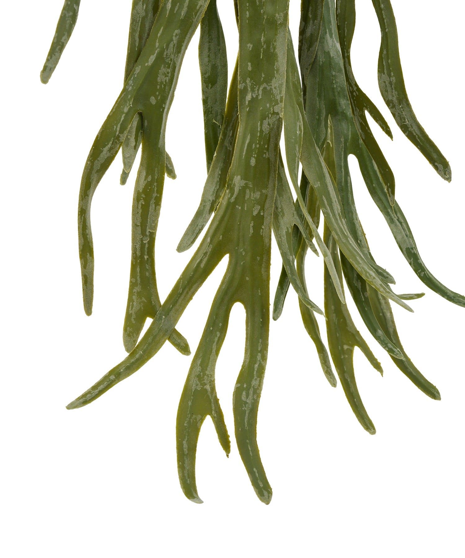 salut!(サリュ) フェイクコウモリラン：L