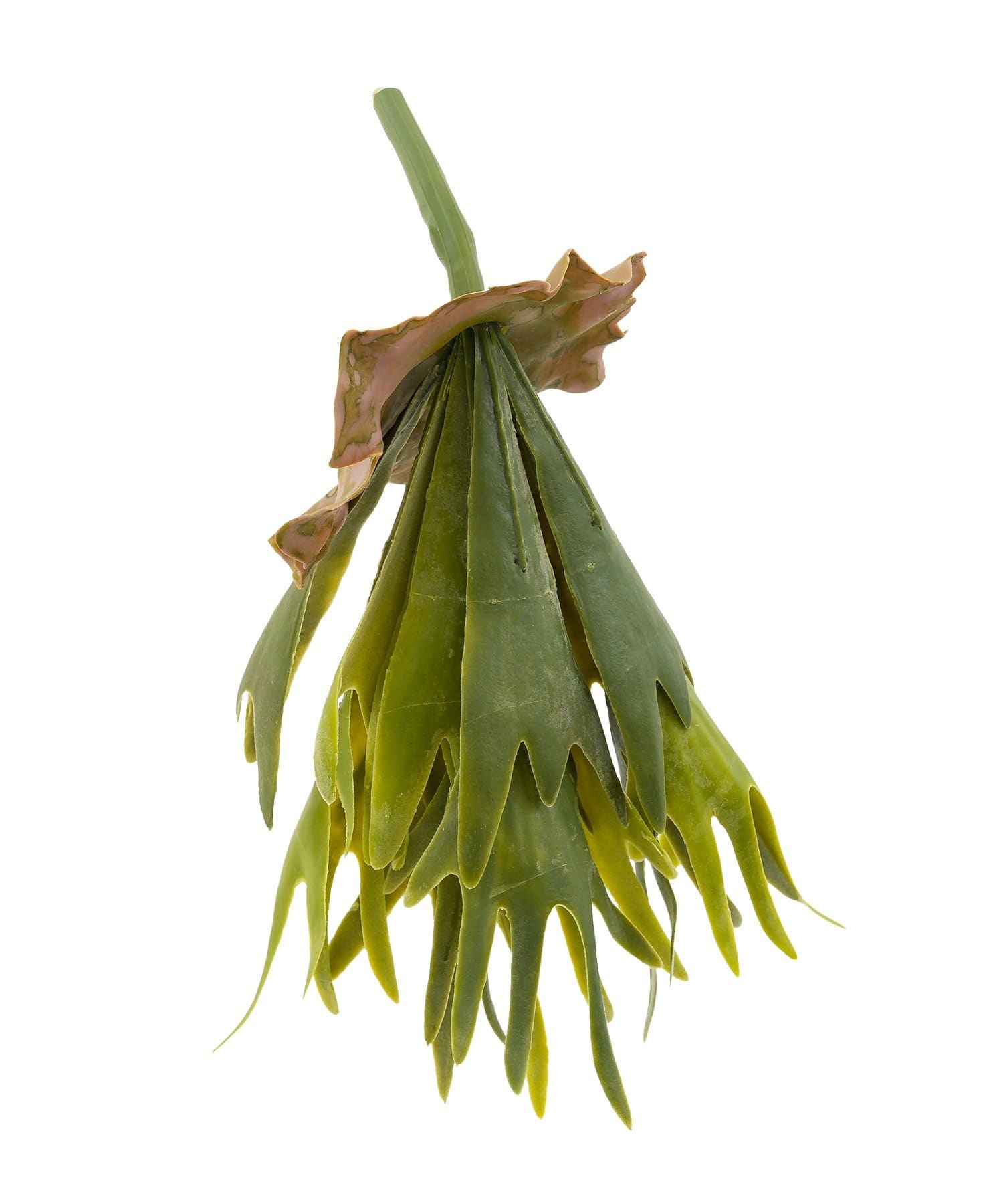 salut!(サリュ) フェイクコウモリラン