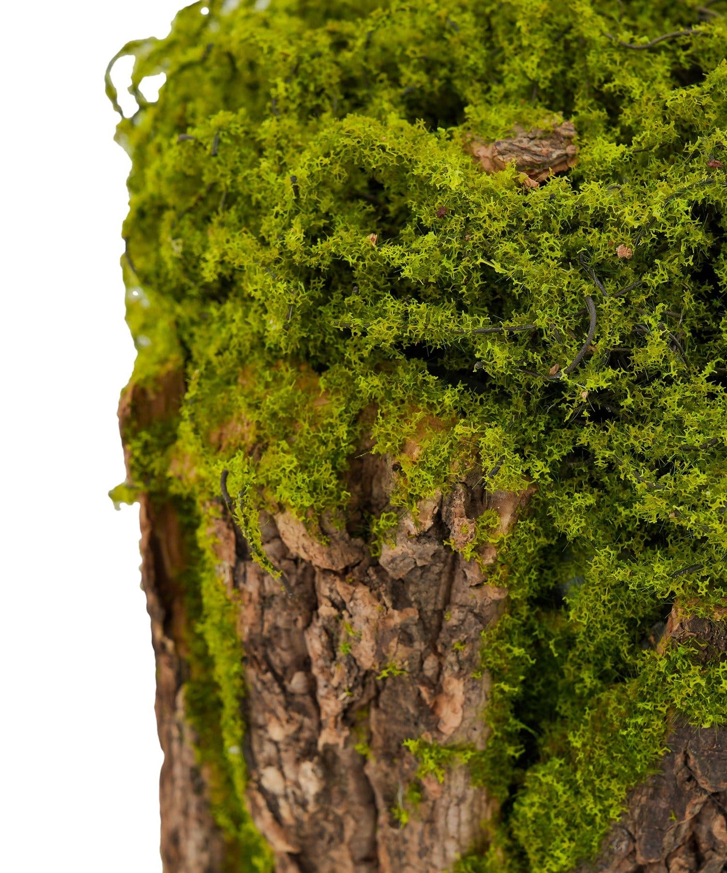 salut!(サリュ) スタンドフェイクモス