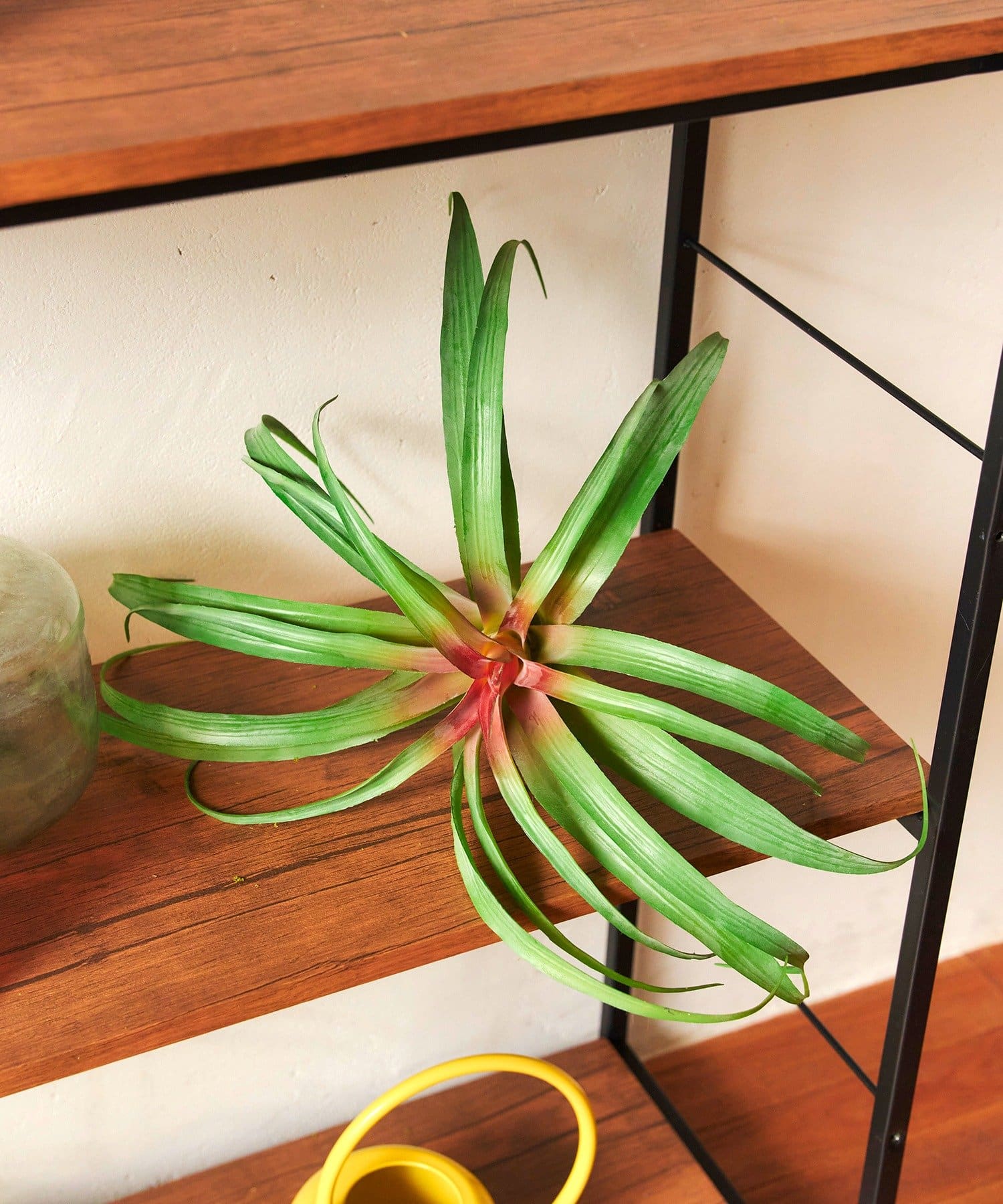 salut!(サリュ) フェイクチランジア：L