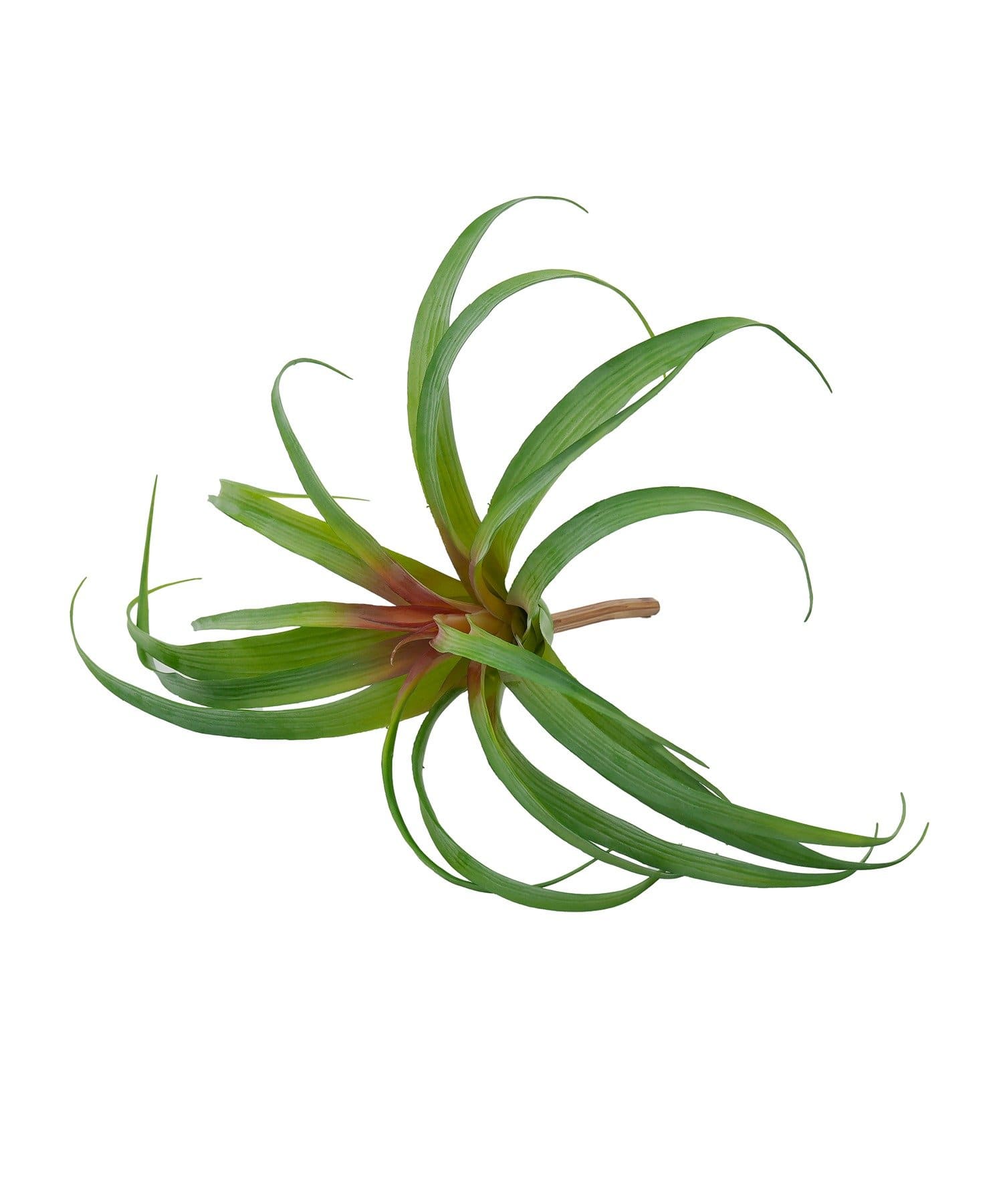 salut!(サリュ) フェイクチランジア：L