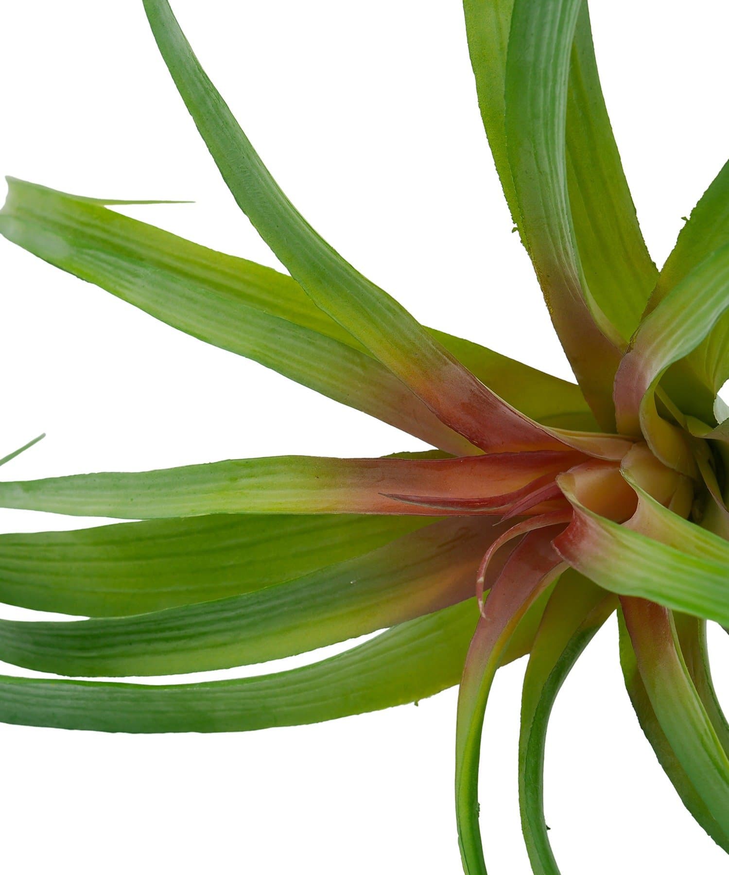 salut!(サリュ) フェイクチランジア：L