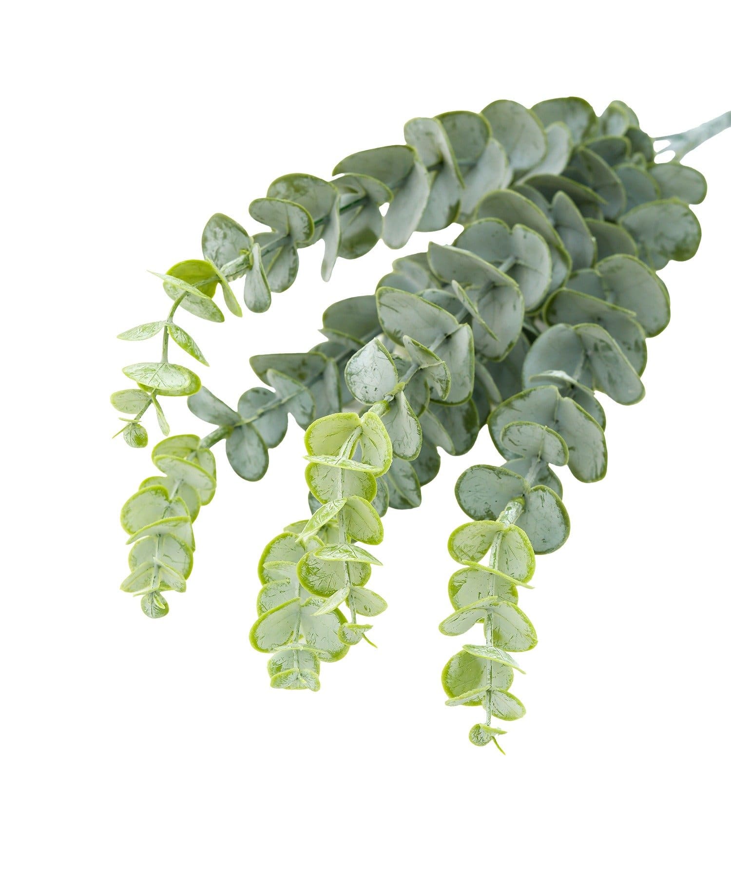 salut!(サリュ) アートグリーンユーカリ