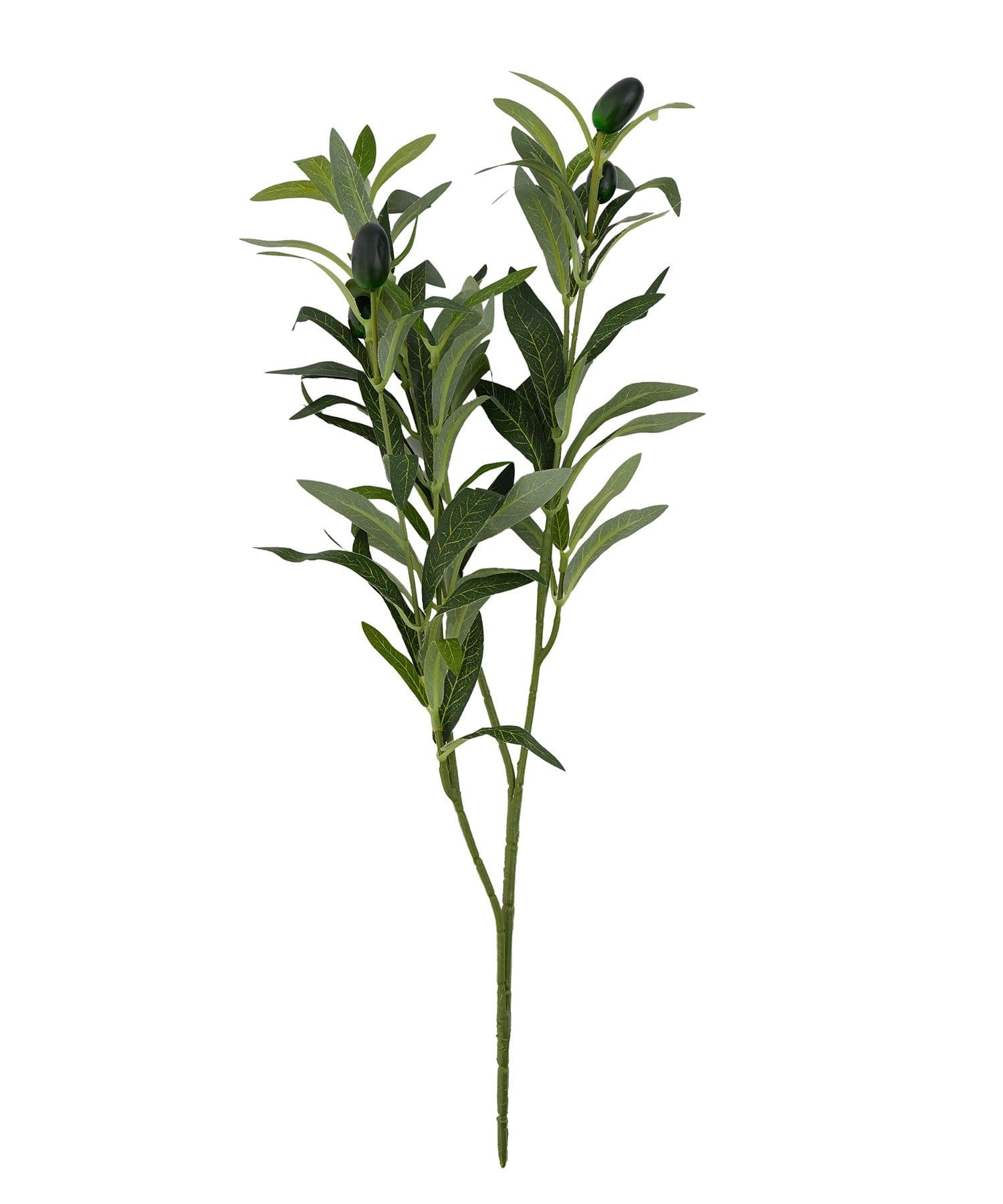 salut!(サリュ) アートグリーンオリーブ