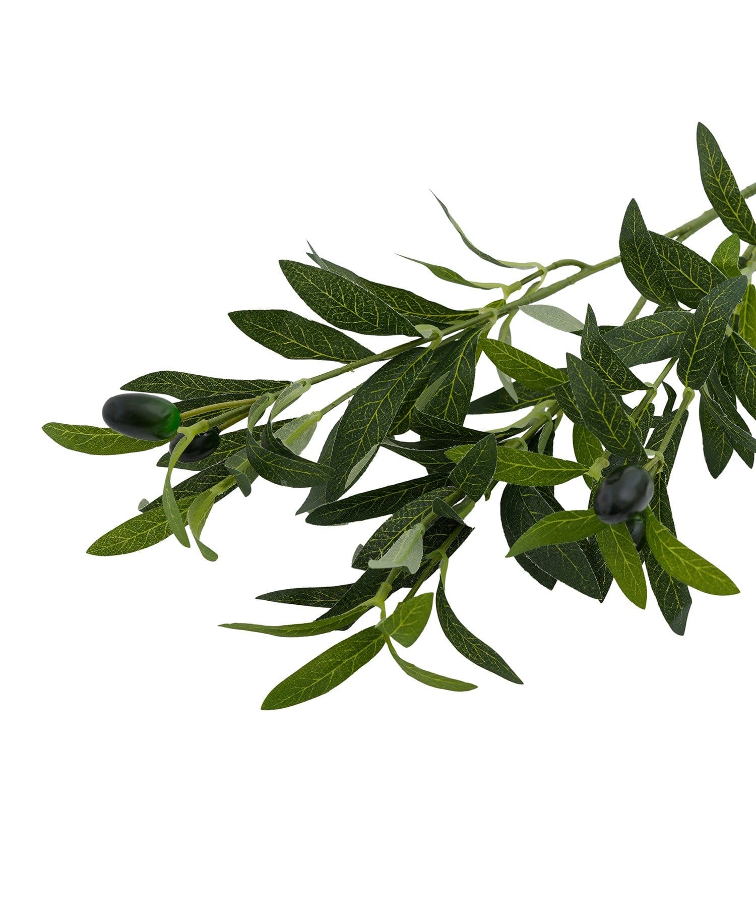 salut!(サリュ) アートグリーンオリーブ