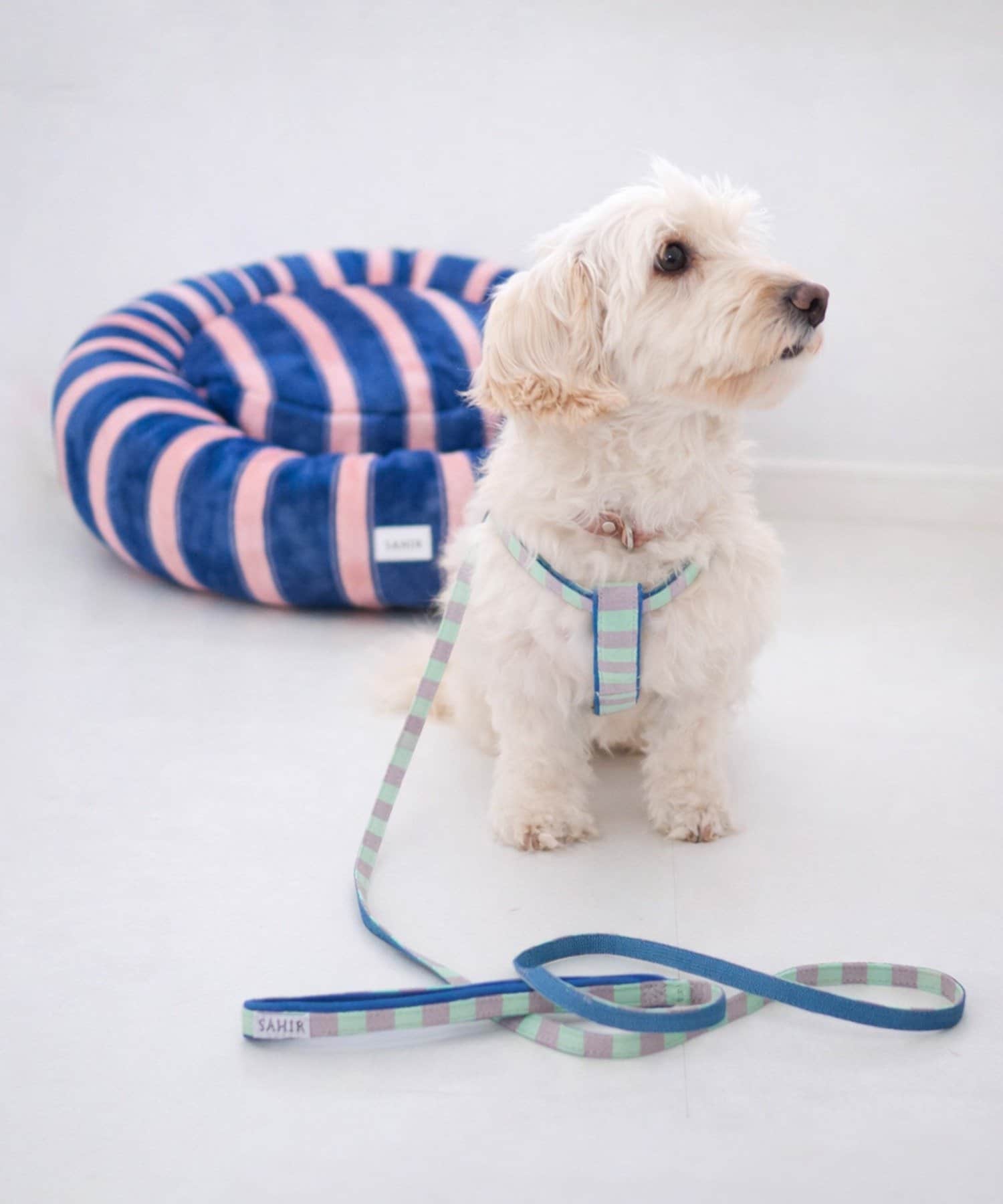 BIRTHDAY BAR(バースデイバー) 【SAHIR サヒール】ペットベッドとハーネスのセット
