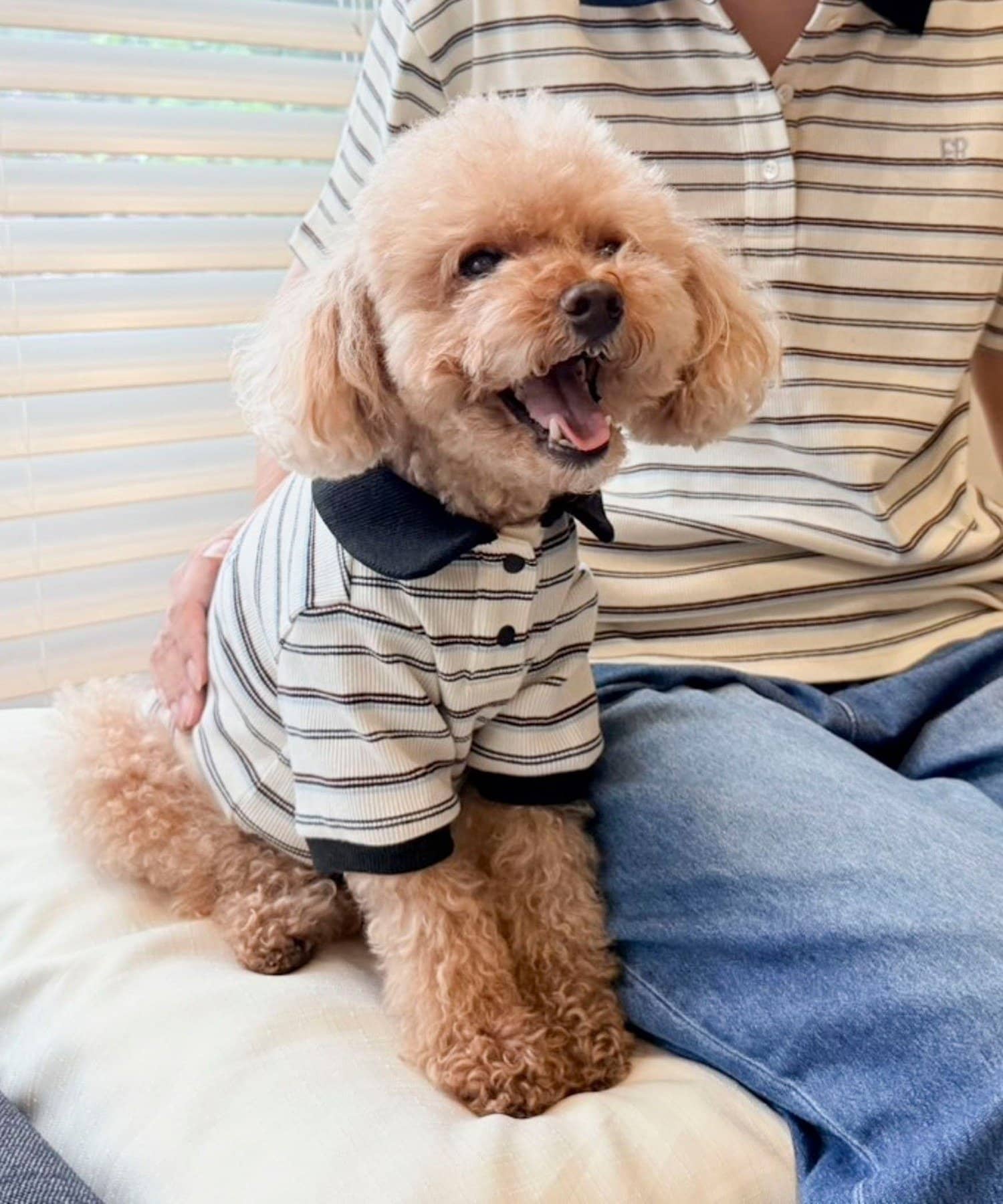 FREDY & GLOSTER(フレディ アンド グロスター) 【FR PETS】マルチボーダーポロシャツ